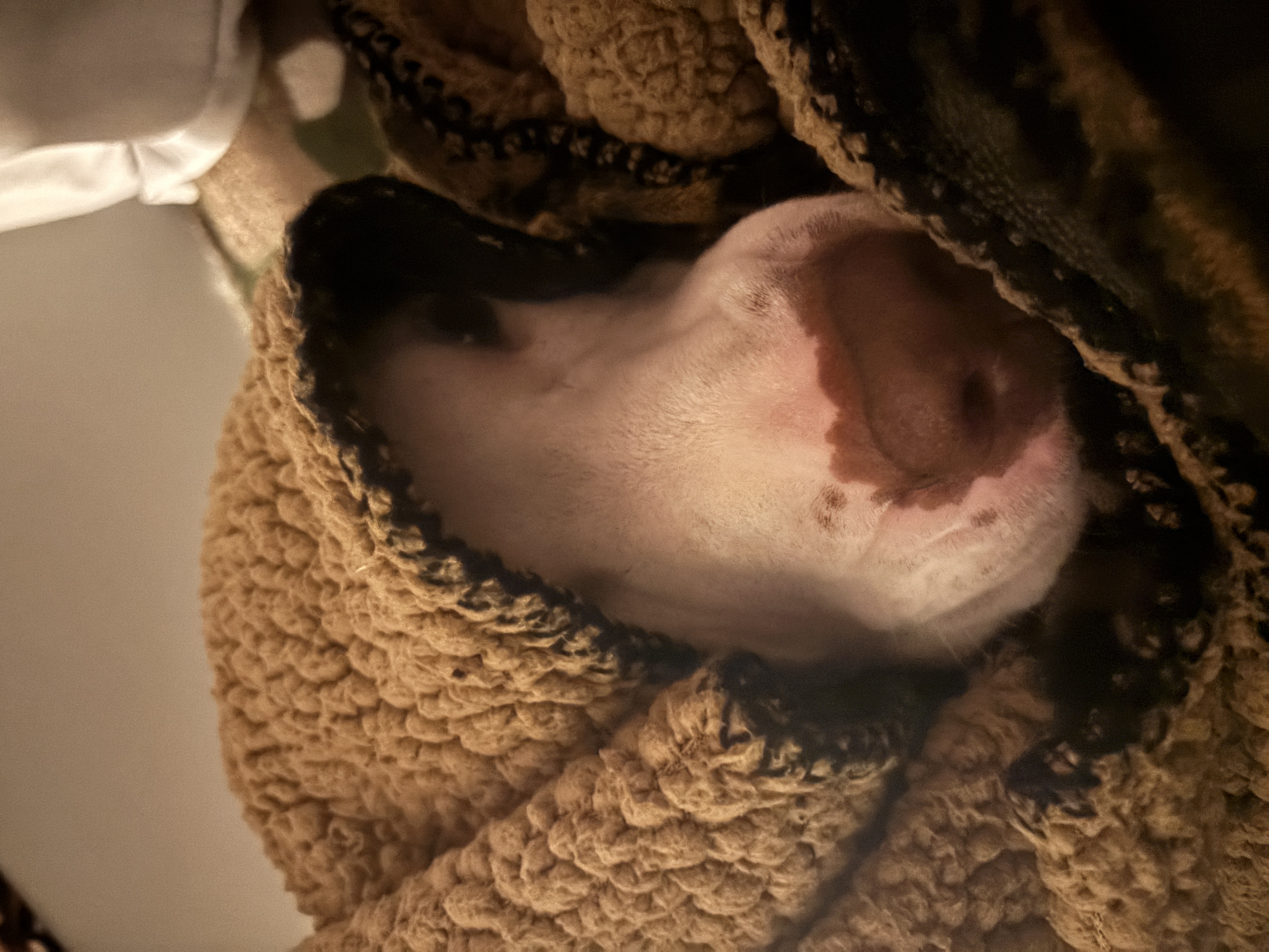 Zara with a blanket over her head