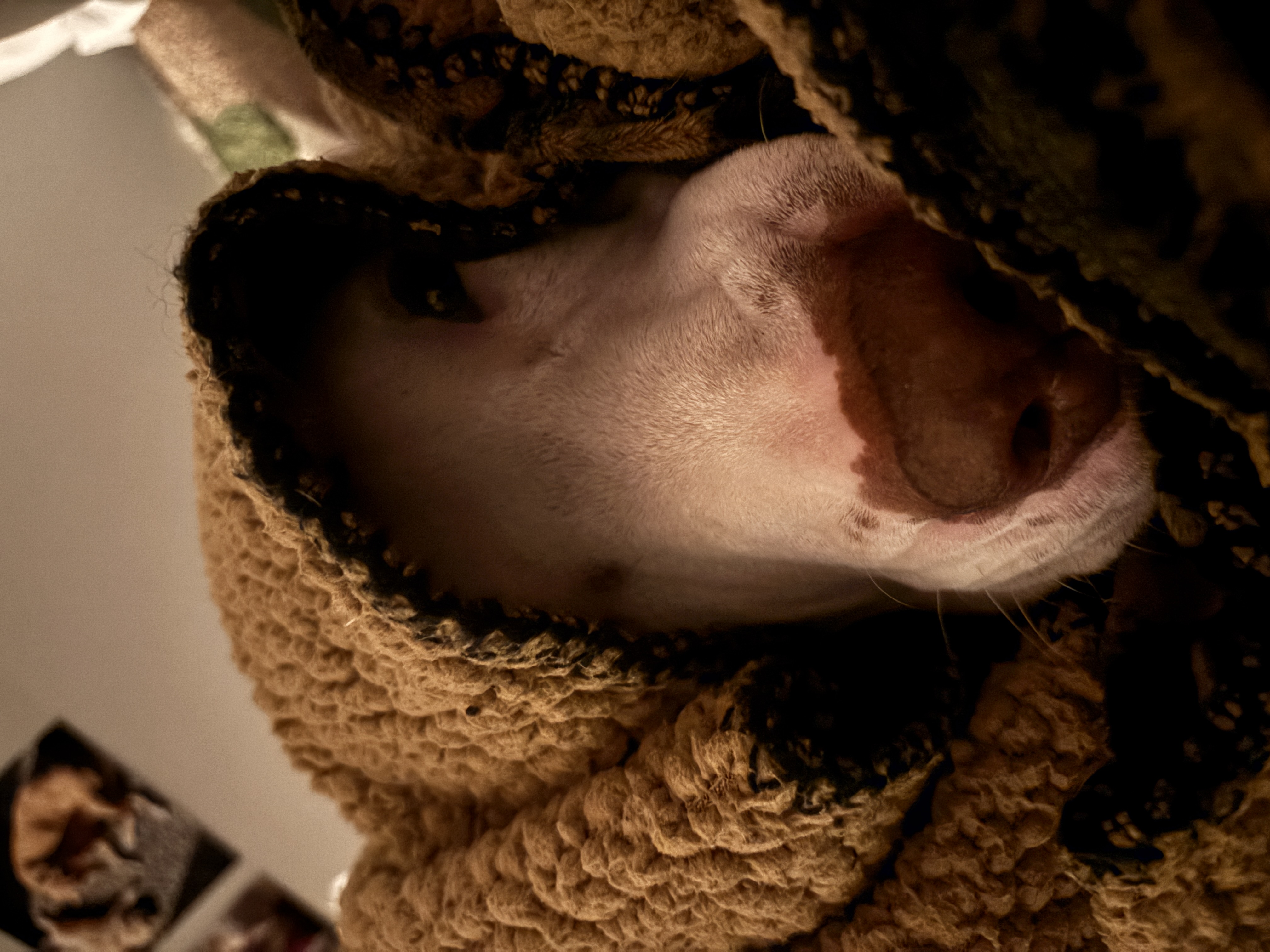 Zara with a blanket over her head